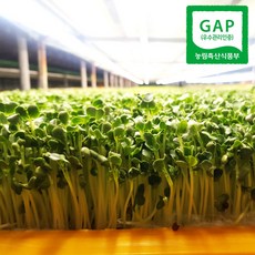 귤마을 수경재배 GAP 무순 150gX5팩, 단품, 단품