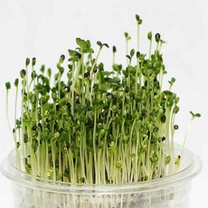 한컵 새싹 다채 키우기쉬운식물 새싹야채 유치원원예체험 새싹채소, 상세페이지 참조