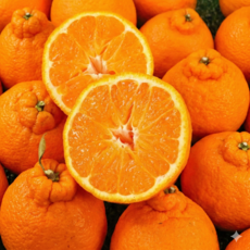 과즙폭발 제주 써니트 한라봉 초고당도, 1박스, 중대과 (13-19개) 4kg