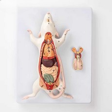 쥐 해부 모형 생쥐 수의학 실험 동물 수업 자료 교구, 1개, 흰쥐 해부 모형 (내장기관 구조 표시)