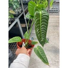 霏霏園藝 火鶴支王 4吋盆 植物盆栽, 1個