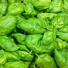 드라마팜 스위트바질 수확즉시배송, 1개, 100g