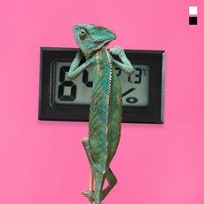 키밍 심플 디지털 온습도계 정밀 온도계 반려동물 dus+661iG, 1개, 색상:화이트