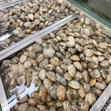 산지직송 남해의 보물 활 왕바지락, 1박스, 1kg