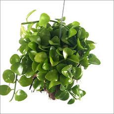 들꽃향기 공중식물 에어플랜트 틸란드시아 인테리어 공기정화 화분식물, 디시디아 반볼그린, 1개