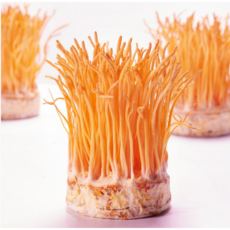 국내산 동충하초 무농약 귀리 동충하초 버섯 코디세핀 농장직송 20g 50g, 1개