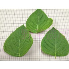 【野菜部屋】韓國芝麻葉種子 E38 (日本進口大葉品種) 1兩 (約10300粒), 1包