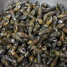 산지직송 국내산 영월 자연산 다슬기 생다슬기, 5kg, 1개