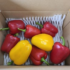[레몬990] 국내산 파프리카 못난이, 1개, 파프리카 / 2kg / 색상랜덤