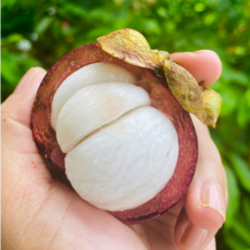 5차완판 망고스틴 고당도 프리미엄 특품, 1박스, 500g