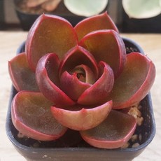 예쁜 다육식물 56가지 모아보기, 47번/홍등, 1개