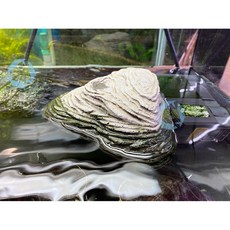 美賣 烏龜浮島 XL款 水龜 澤龜 巴西龜 屋頂龜 曬背, 1個