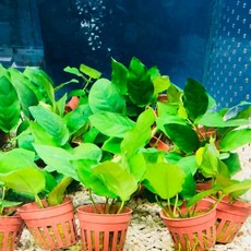 帥哥水族【水草造景】小榕【單盆】前景草 中景草 水中葉 陰性水草, 1個