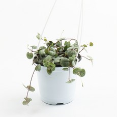 갑조네 러브체인 실내 공기정화 인테리어 행잉 식물, 1개