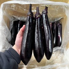 정성밥상 산지직송 국내산 가지, 1박스, 1kg