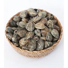 [국내산] 참바지락 500g 제철 활바지락