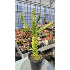 청화각금 선인장 유포르비아