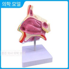 비강 해부학 모델 이비인후과 인두 구강 코구조 후두 기관지, 비강 (스텐트 포함)