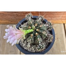 허니다육 선인장 담시 선인장꽃 랜덤발송