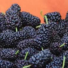 햇오디 고창산 토종오디 (재래종 오디)오디생과(급냉) 5kg, 1개