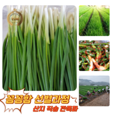 [굿피플] 깐쪽파 쪽파 파 깐파 흙쪽파 실파 잔파, 1박스, 2kg