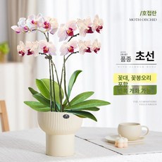 가짜꽃 호접란 카페 인테리어 식물 탁상용 난초, 화분 포함, 챔피언 컵 미도치안 4줄기