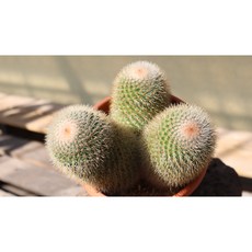 묵둥이 왕대품 성성환 자연군생 꽃이 예쁜 선인장