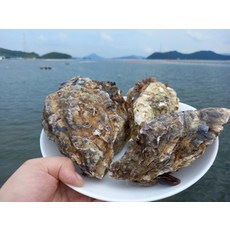 통영 삼배체굴 1kg 2-4미, 1kg x 1박스