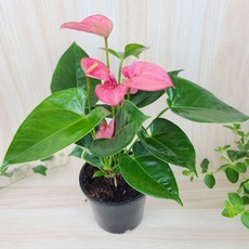 안시리움 소품, 02_로얄핑크(핑크), 1개
