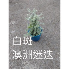 霏霏園藝 白斑 澳洲迷迭香 5吋盆, 1個