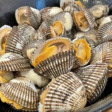 [산지직송] 쫄깃한 새꼬막 꼬막무침용 당일조업 제철 꼬막, 1개, 1kg(중)