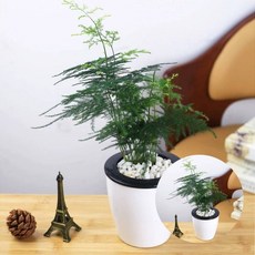 자동급수 화분 2p세트 13x14cm 저면관수 자동급수기tjr24phn