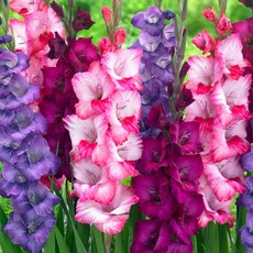 [Q가든] 신품종 글라디올러스 구근 유럽직수입 구근 특선 모음 1set 3개