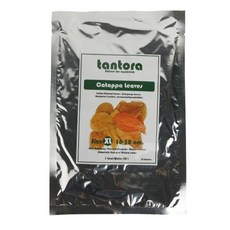 탄토라 수족관용 알몬드잎 XL 10p, 5개