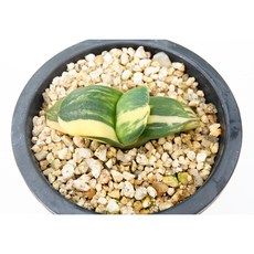 와우금 실생 동일품-260223 코덱스 아프리카식물 멸종위기 희귀선인장