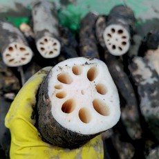 국산 파지 흙연근/ 상품흙연근 1kg 2kg 3kg 5kg 당일배송, 흙연근 상품 1kg, 1개, 무농약연근