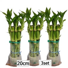 트리앤 1+1+1 개운죽 20cm (30개) 수경식물 생화 공기정화식물 직수입 플렌트 수생식물 수경재배 꽃화분 세척식물 인테리어식물 습도조절 식물키우기, 개운죽 1+1+1 20cm (30개) 1개, 1개