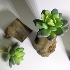 仿真多肉植物, P35仿真多肉+木頭底座(隨機), 1套