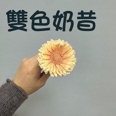 花藝夢 向日葵索拉 8公分 5支 高品質索拉 擴香花 乾燥花 永生花 不凋花 畢業花束 向日葵 大朵向日葵, 雙色奶昔, 雙色奶昔