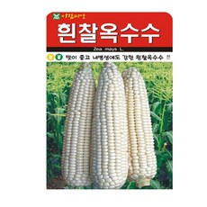 흰찰옥수수 씨앗 (합 60g) 옥수수 찰옥수수 씨 종자, 2개