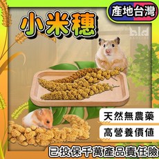 【產地台灣!高營養】小米穗 小寵栗米穗 倉鼠米穗小動物零食 倉鼠磨牙零食 鼠點心 倉鼠零食 鳥類零食 鸚鵡零食, 1個, 1支