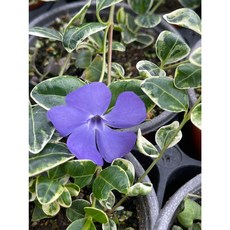 [비젼플라워] (야생화놀이터)--노지월동--베란다월동-$&&-마이너빈카-랄프슈게르트, 1개