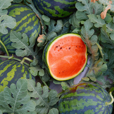 고당도 맛있는 꿀 수박 4kg, 1개, 상세페이지 참조