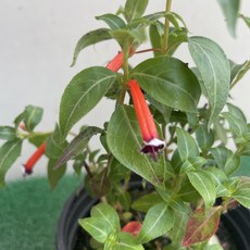 [다온야생화] W5948 담배초 (10cm) [랜덤], 1개