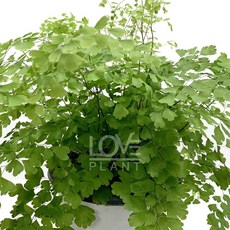 [꽃사랑식물나라] 아디안텀(중품) 공작 고사리 키우기 실내 음지 양치 식물 인테리어 화분, 1개