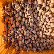 주아 통마늘 마늘종자 한지형 토종의성씨마늘 1kg, 1개, 의성주아통마늘 3.5번 1kg약 700-800개