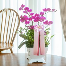 나눔플라워 전국 저가 서양란 취임 진급 승진 개업 승진란 개업란 진급란 축하 꽃배달서비스 당일꽃배달, 만천홍 소, 1개