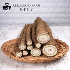 [필창농산] 산지직송 안동 햇 우엉 생우엉, 1개, 우엉 [알뜰/짧고굵음] 2kg