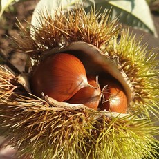 2026 햇밤 부여 알밤 특대 산지직송 달콤한 국내산 밤 고소한 제철 밤, 1kg, 1박스