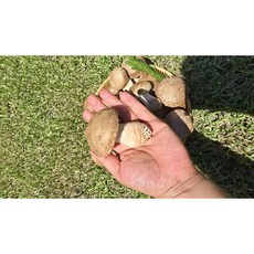 향이 진한 고급 버섯 송화버섯, 1세트, 송화버섯 가정용 중 300g